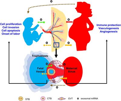 Placenta-Derived MicroRNAs in the Pathophysiology of Human Pregnancy